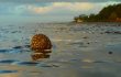 Chandipur Beach by shakti nanda eodishaorg