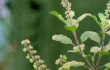 tulsi