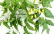 neem