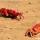 Odisha set to develop two more beaches talasaribeach odisha ,