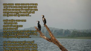 mun tora paain tu  mora paain..