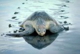 Olive Ridley turtles orissa , Olive Ridley turtles odisha count eodisha.org news , orissa latest news