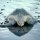 Olive Ridley turtles orissa , Olive Ridley turtles odisha count eodisha.org news , orissa latest news