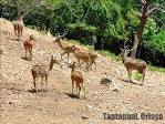deer park