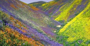 Valley-Of-Flowers