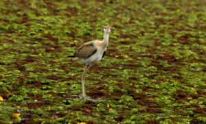 jacana
