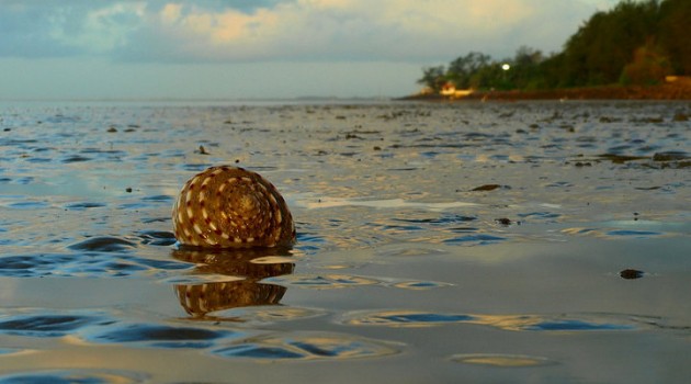 Chandipur Beach by shakti nanda eodishaorg